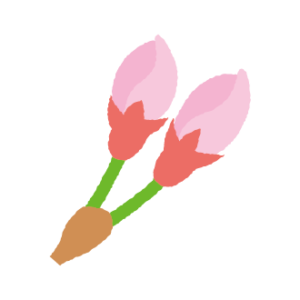 桜のつぼみのイラスト