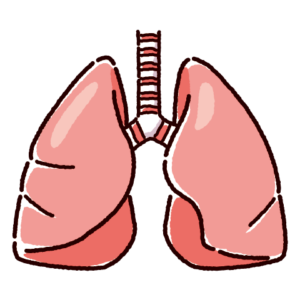 肺のイラスト（内臓）