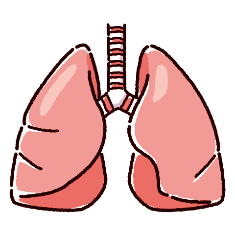 肺のイラスト 内臓 臓器 2カラー イラストくん