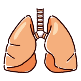 肺のイラスト（内臓・臓器）