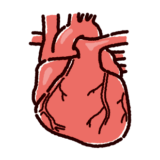 心臓のイラスト（内臓・臓器）