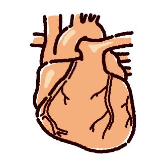 心臓のイラスト 内臓 臓器 2カラー イラストくん