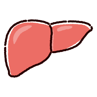 肝臓のイラスト 内臓 臓器 2カラー イラストくん