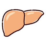 肝臓のイラスト（内臓・臓器）