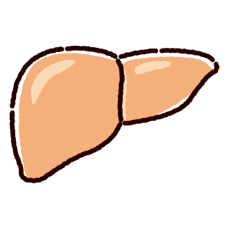 肝臓のイラスト（内臓・臓器）（2カラー）