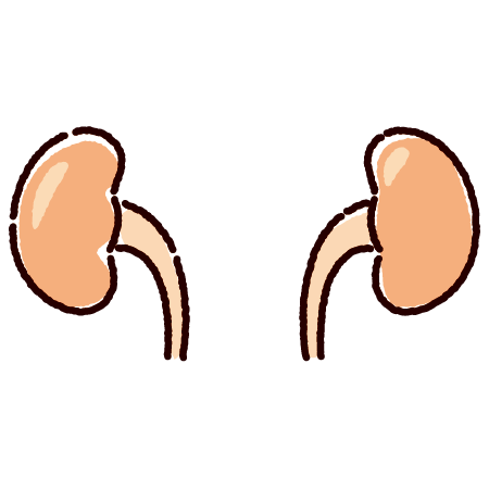 腎臓のイラスト（内臓・臓器）（2カラー）