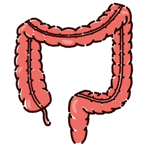 大腸のイラスト（内臓・臓器）