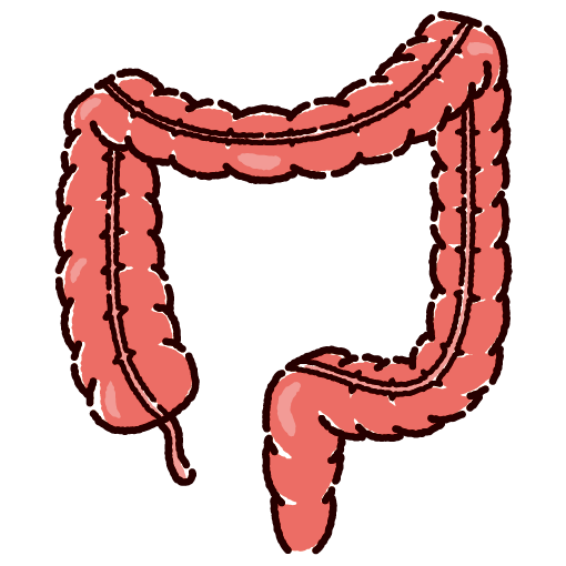 大腸のイラスト（内臓・臓器）（2カラー）