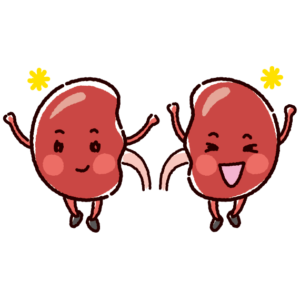 元気な腎臓のキャラクターイラスト（健康な臓器）