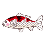 錦鯉のイラスト（3カラー）