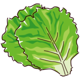 レタスの葉のイラスト