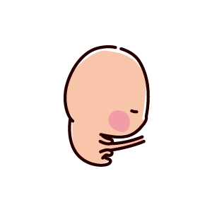 胎児のイラスト（2ヶ月、4〜8週間）