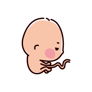 胎児のイラスト（4ヶ月、12〜16週間）