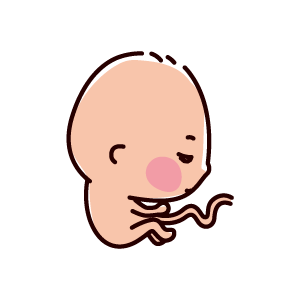 胎児のイラスト（5ヶ月、16〜20週間）