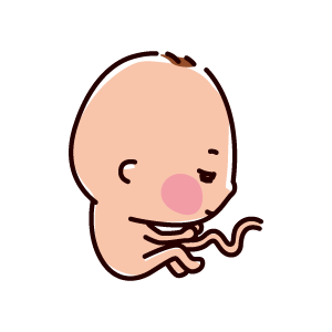 胎児のイラスト（6ヶ月、20〜24週間）