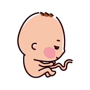 胎児のイラスト（7ヶ月、24〜28週間）
