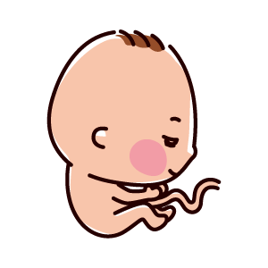 胎児のイラスト（8ヶ月、28〜32週間）