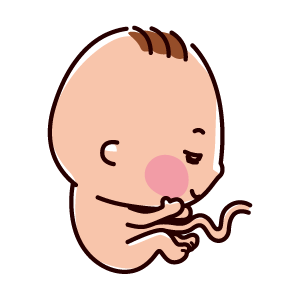胎児のイラスト（9ヶ月、32〜36週間）
