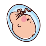 胎児のイラスト（6ヶ月、20〜24週間）（2カラー）
