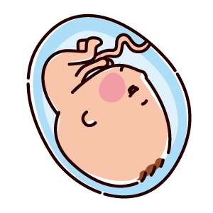胎児のイラスト（7ヶ月、24〜28週間）（2カラー）