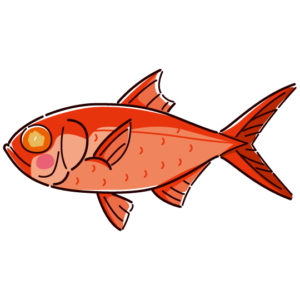 魚のイラスト（金目鯛）