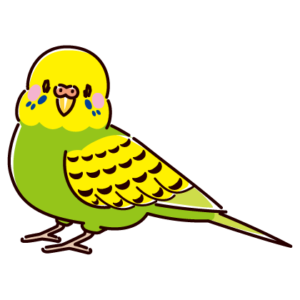 セキセイインコのイラスト