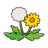 かわいいたんぽぽのイラスト